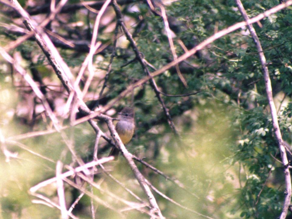 FIGURE 1 FIGURE 1